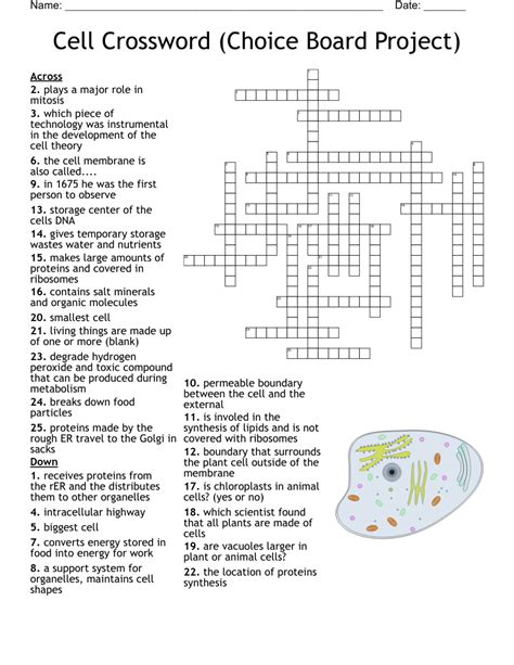 largest human cells crossword clue